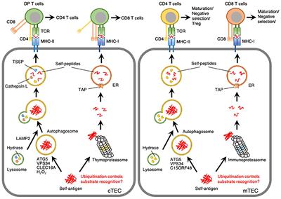 Autophagy and proteasomes in thymic epithelial cells: essential bulk protein degradation systems for immune homeostasis maintenance